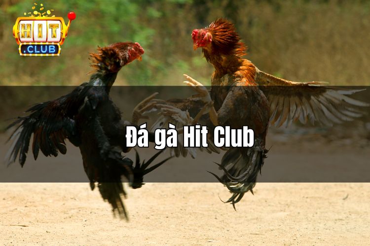 Đại chiến kê thủ cùng đá gà Hit Club trực tiếp hôm nay