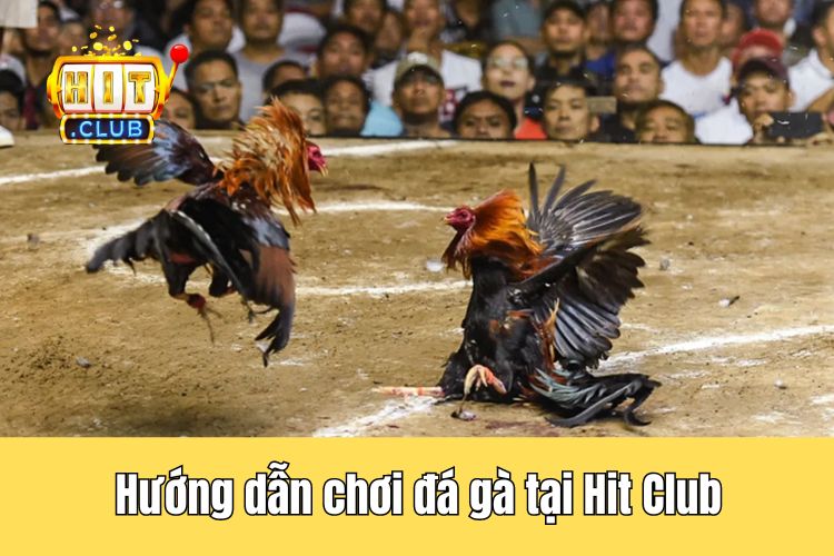 Hướng dẫn chơi đá gà tại nhà cái HitClub chi tiết